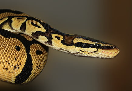 shallow focus photography of brown python