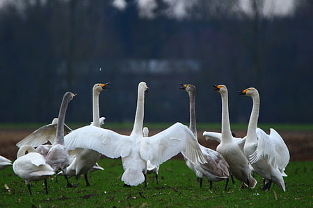 flock of white geese