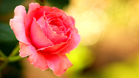 pink rose in macro photography