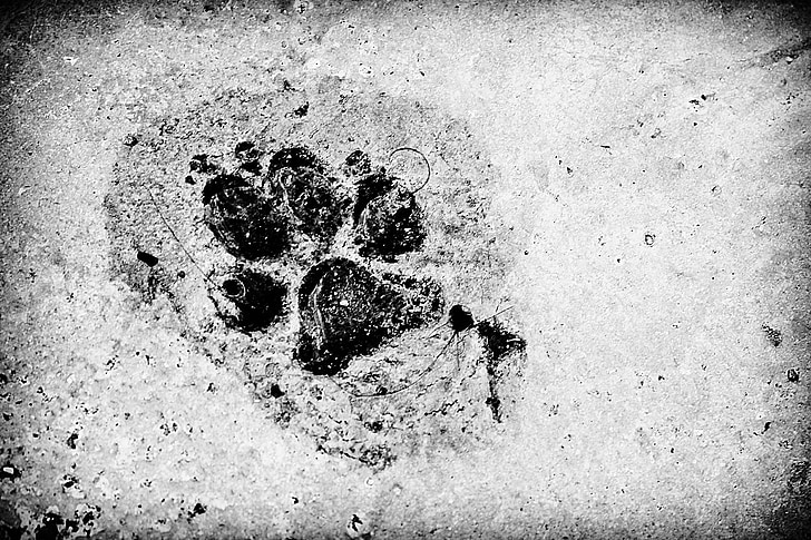 paw print on black and white photography