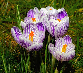purple-and-white crocus flowers