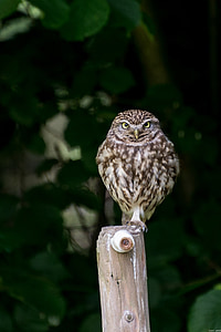 owl perched on wooden pole