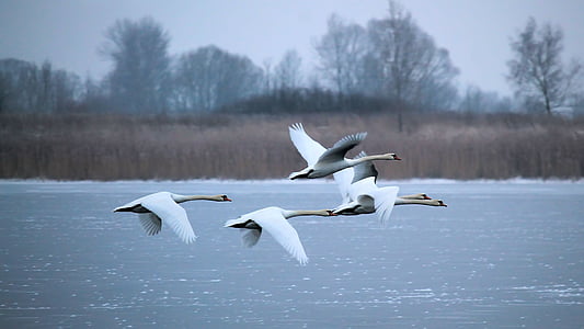 flock of mute swans flying over body of water