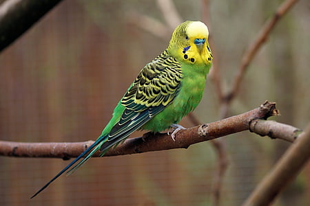 green and yellow Budgerigar on tree branch