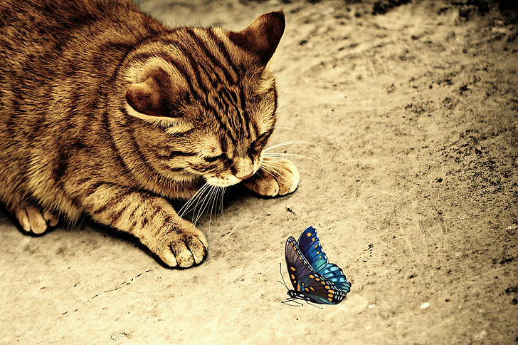 blue and black butterfly near brown cat at daytime