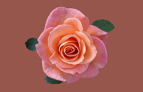 pink rose flower closeup photography