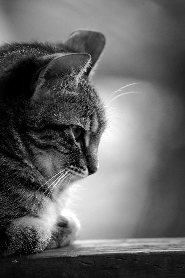 grayscale photo of brown tabby cat