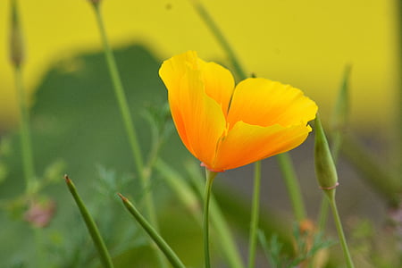 shallow focus photography of orange flower during daytime