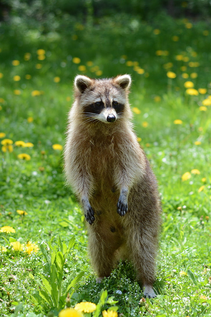 brown and white raccoon on green grass during daytime