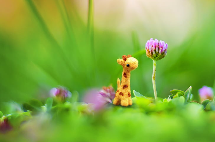 red clover flower beside mini giraffe toy in selective focus photography