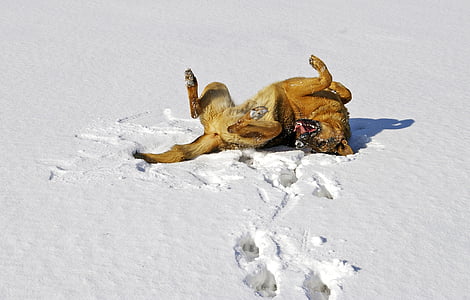 short-coated tan dog lying on glacier field at daytime