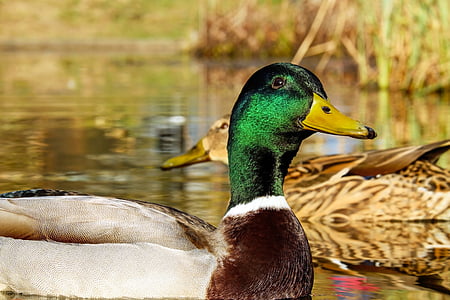 gray and green mallard duck sitting near body of water