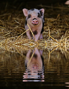 pink and black piglet on grass near water