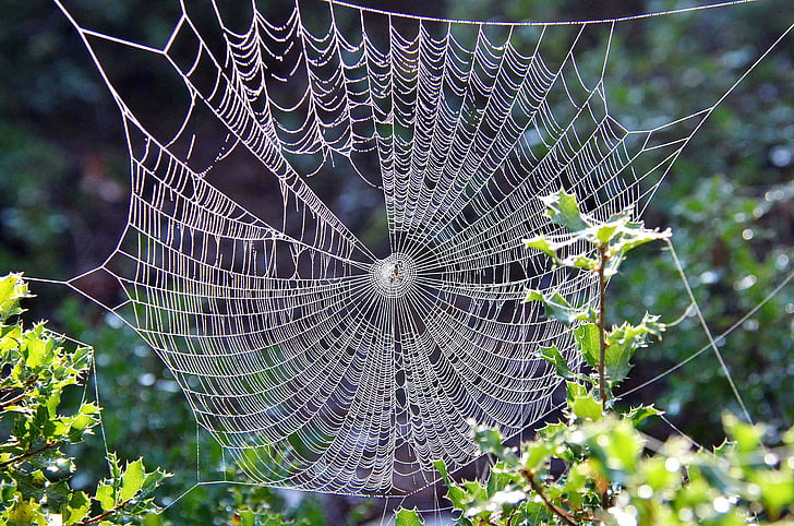 cobweb on leaf plant