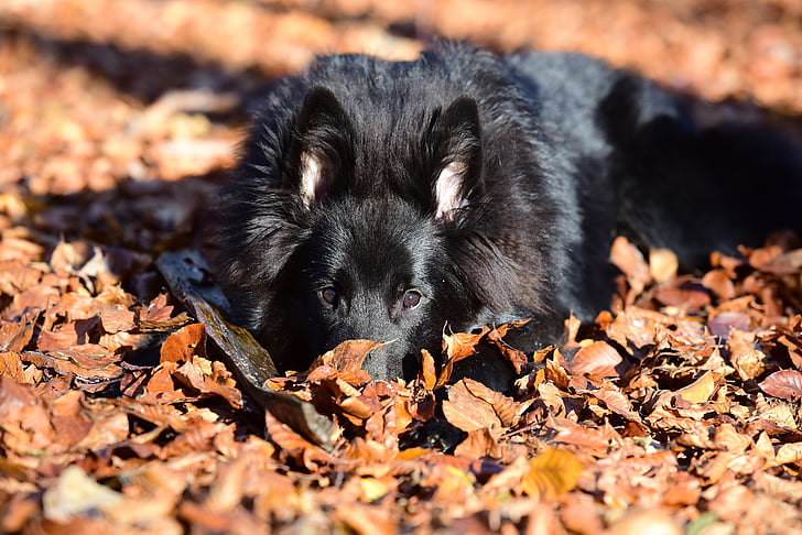 adult black German shepherd on dry leaves