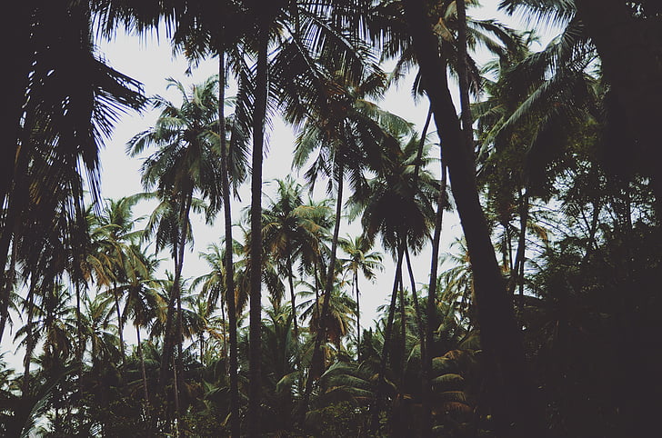 nature, palm trees, trees, palm tree, tree, day