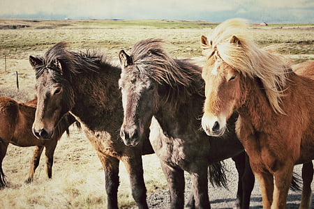 three brown and black horses on open field under white clouds blue skies daytime