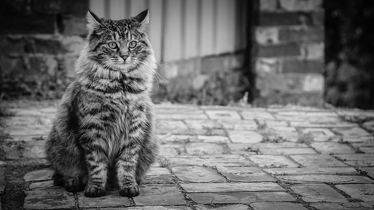 grayscale photography of cat sitting on concrete pavement