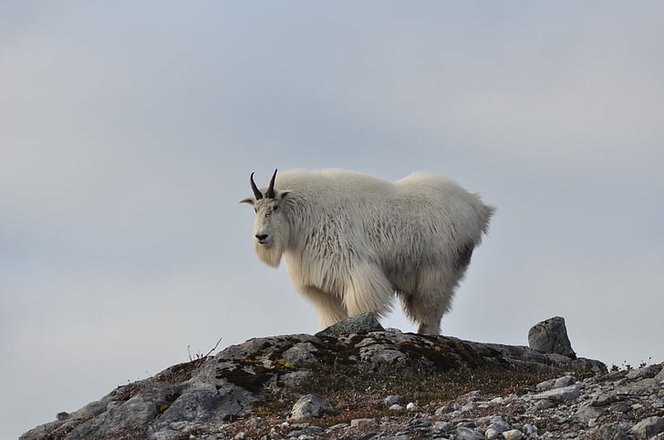 white wild goat on gray mountain at daytime