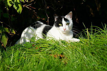 white and black cat laying on green grass field