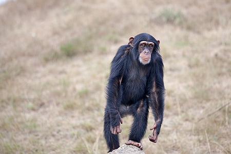 chimpanzee on rock