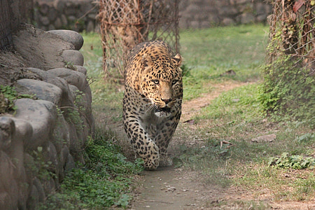 leopard near gray stone