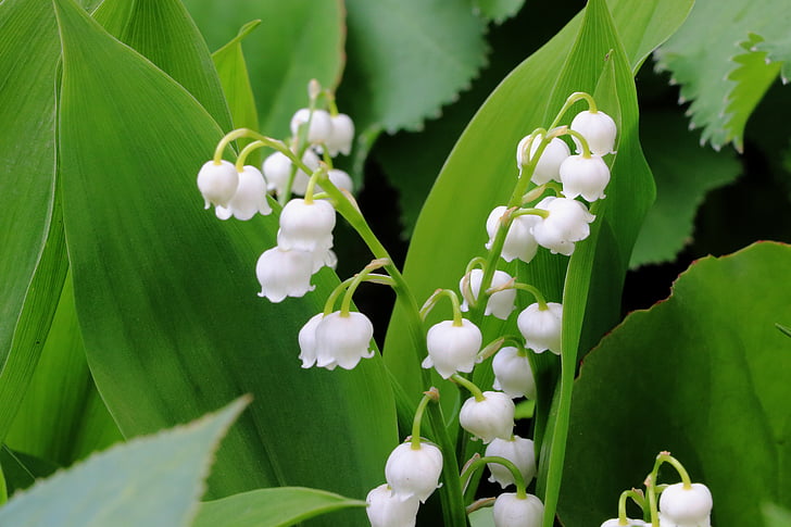 Lilly of the valley flower