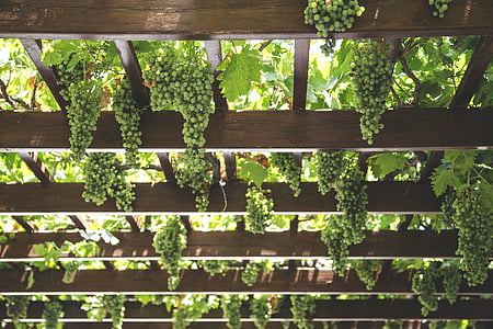 green grapes on wooden ceiling