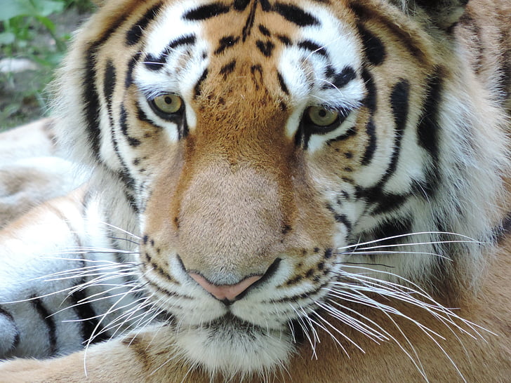 macro photography of brown, white, and black bengal tiger