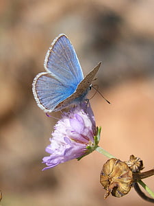 macro photo of common blue butterfly on pink flower