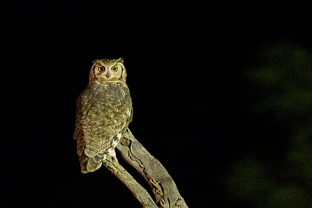 brown owl at night time