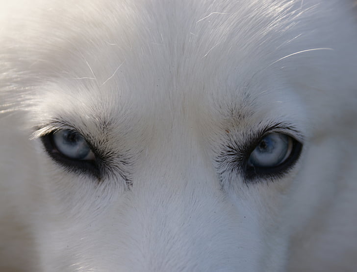 adult white Siberian husky