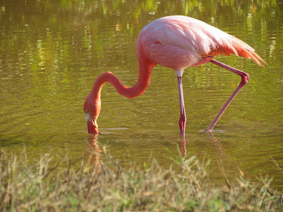 pink flamingo drinking