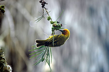 focus photo of Southern masked weaver bird