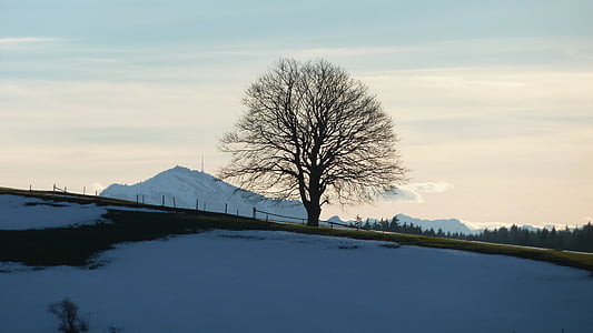 silhouette photo of tree near mountain under white clouds