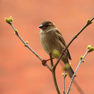 brown bird standing on branch