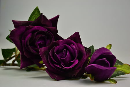 three purple roses