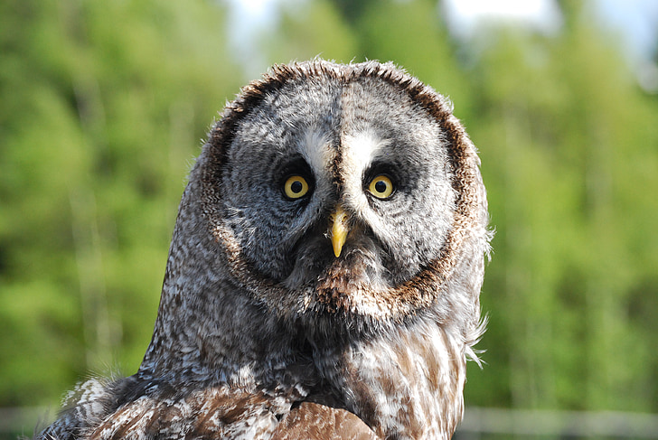 closeup selective focus photo of brown and gray owl