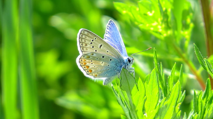 macro shot of blue-and-brown butterfly