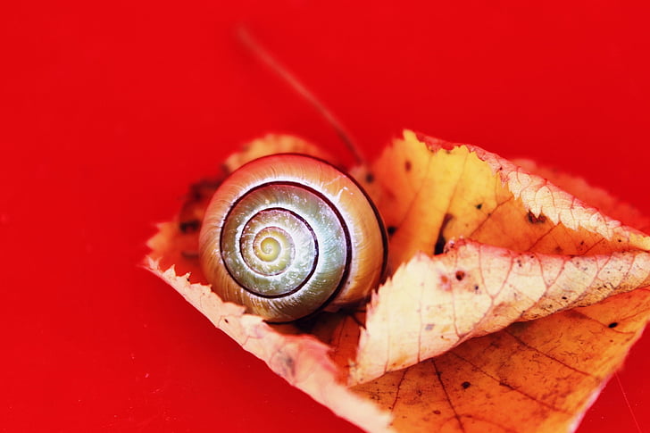 shallow focus photo of snail