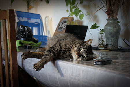 Tabby cat lying on table