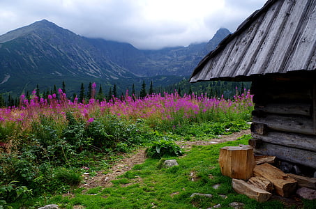 gray wooden structure near pink flower field
