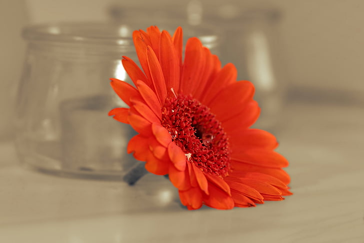 red Gerber daisy flower on table