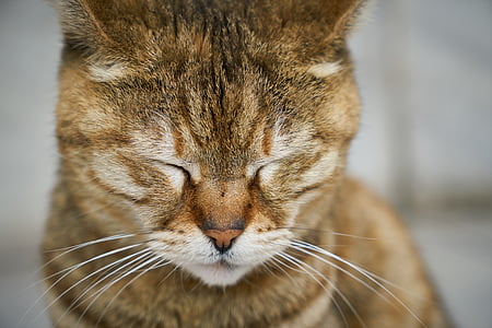 orange tabby cat in focus photography