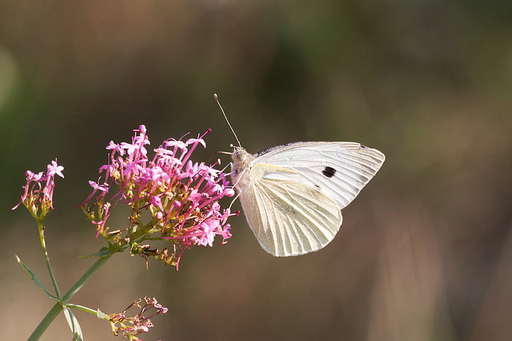 white brimstone butterfly on pink flower