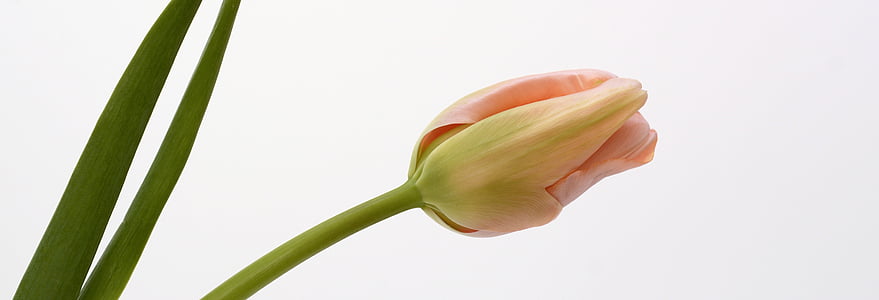close shot photo of pink tulip