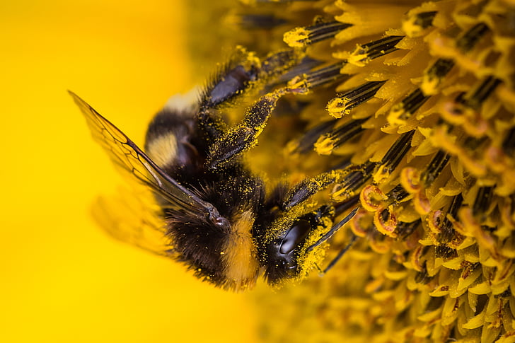 selective focus photo of bumble bee perching on yellow flower
