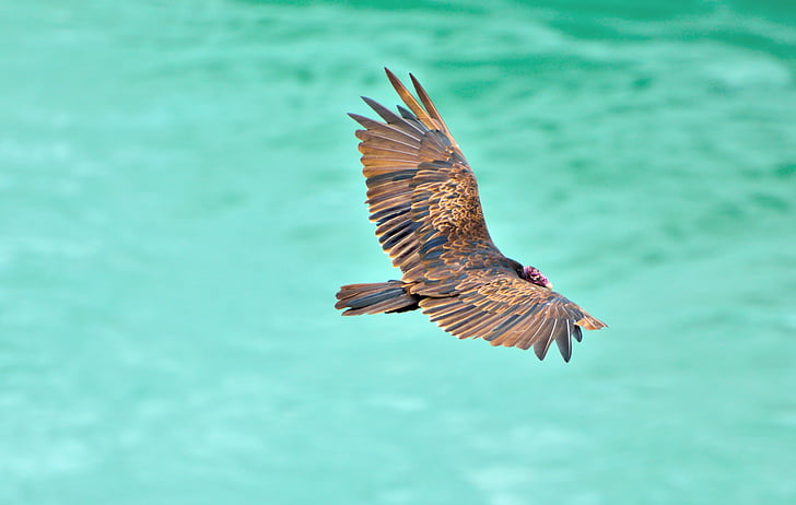 brown bird flying over the body of water during daytime