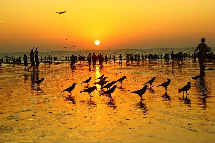 silhouette photo of crowd of people and flock of bird