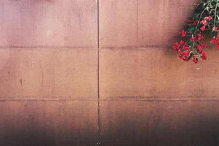 red petaled flowers beside brown wooden surface